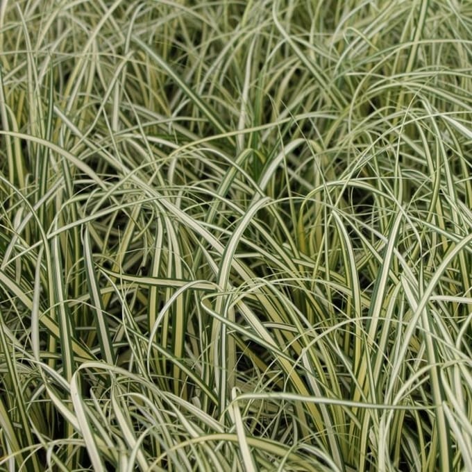 6x Japanse zegge - Carex oshimensis 'Evergreen' - Pot 9x9cm