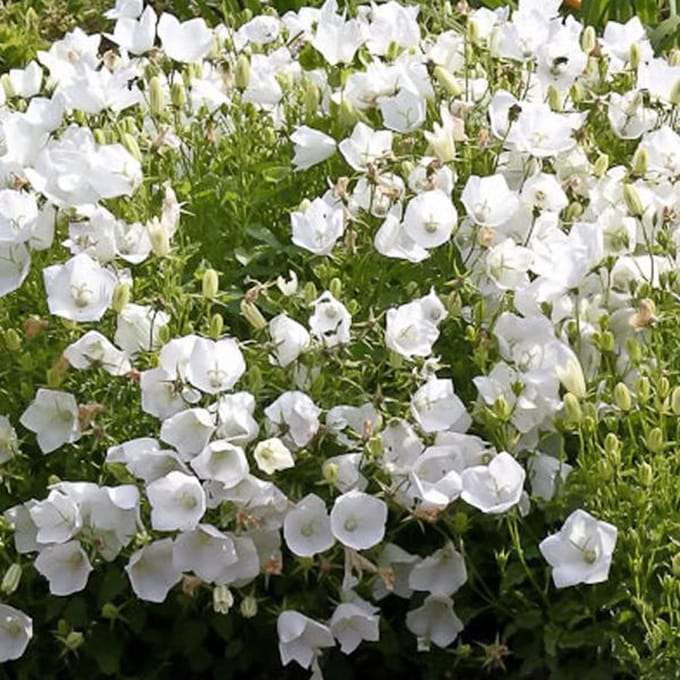6 x Campanula Carpatica 'White Clips' - Karpatenklokje pot 9x9cm, witbloeiend en compact