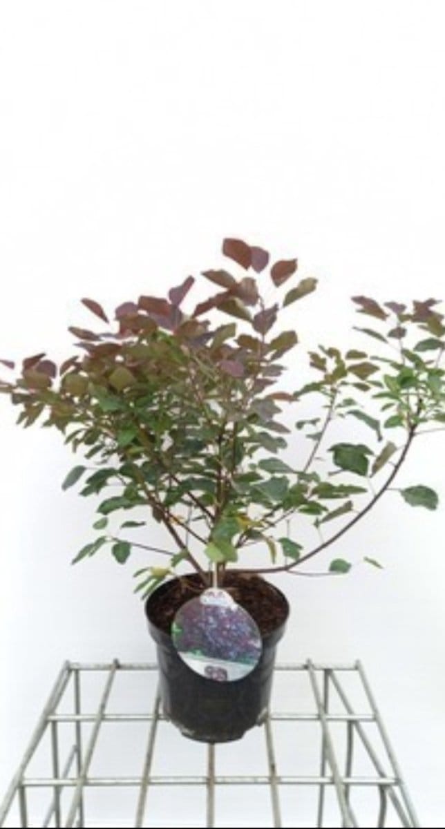 Cotinus cogg. 'Dusky Maiden'® - Pruikenboom 40- 50 cm in pot