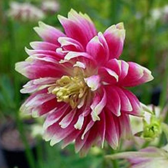 6 x Aquilegia 'Nora Barlow' - Akelei pot 9x9cm