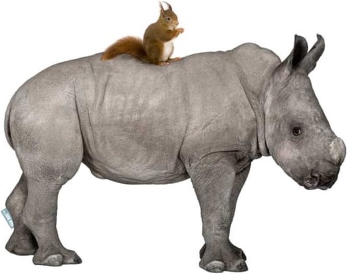 Muursticker Neushoorn met eekhoorn
