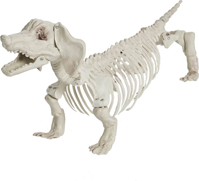 Skelet teckel - halloween hondje - decoratie