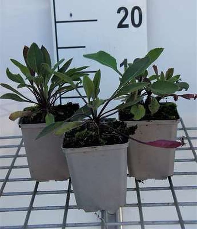 6x Damastbloem - Hesperis matr. 'Alba' | 9x9 cm pot