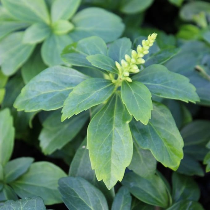 24 x Pachysandra terminalis 'Green Carpet' pot 9x9cm, voor 3m² : De ideale bodembedekker voor groene tuinen.