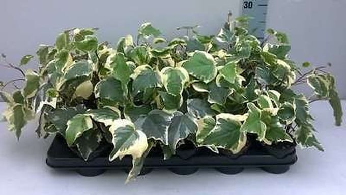 12x Klimop - Hedera alg. 'Gloire de Marengo' | 9x9 cm pot