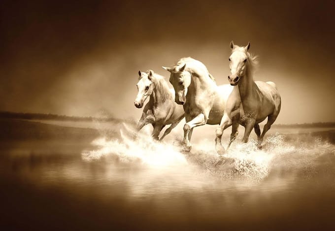 Fotobehang Horses  | PANORAMIC - 250cm x 104cm | 130g/m2 Vlies