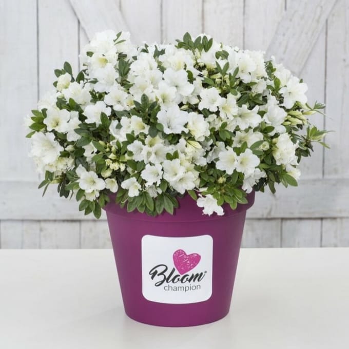4 x Azalea 'Bloomchampion' Wit - Azalea in C3(liter) pot met hoogte 20-30cm