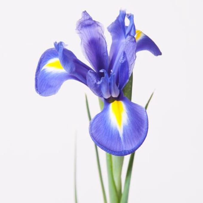 50x Iris blue magic 60cm