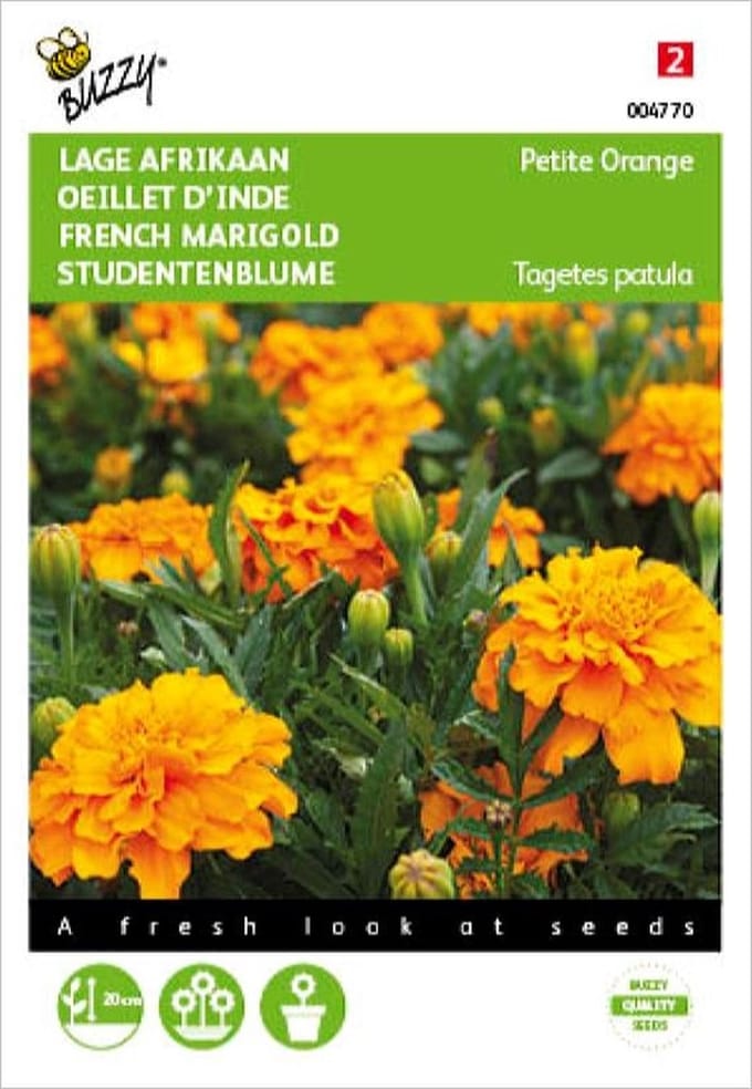 Afrikaan Petite Orange - Tagetes patula nana