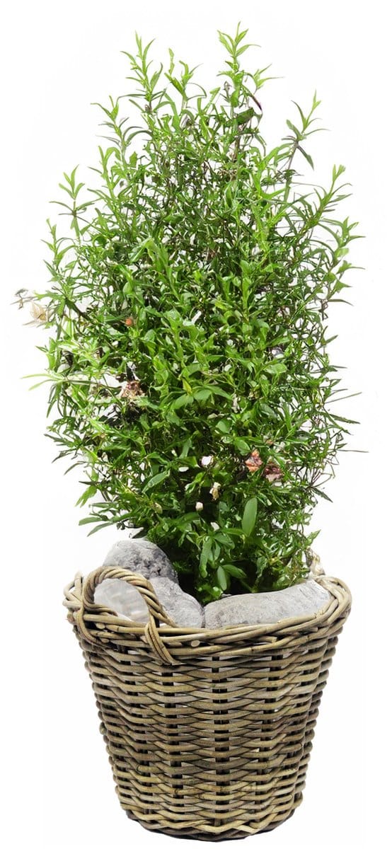 Van der Leeden Planten/bloemen mand met hengsels - rotan gevlochten - D30 x H23 cm - plantenpot - plantenmand
