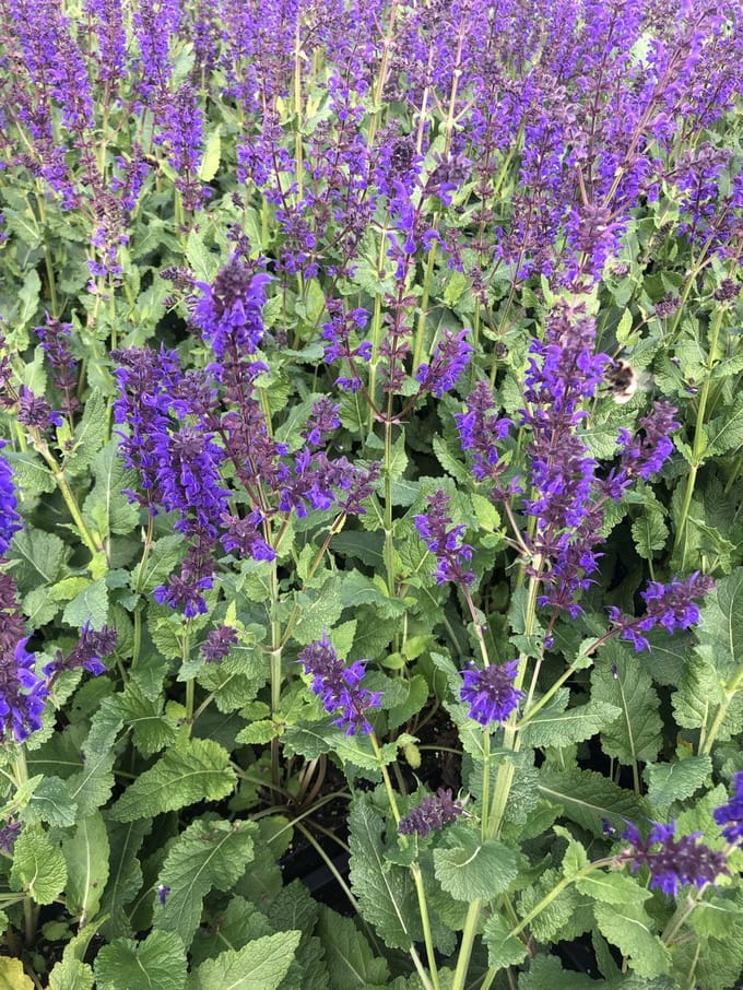 6x Kranssalie - Salvia nem. Viola Klose' | 9x9 cm pot