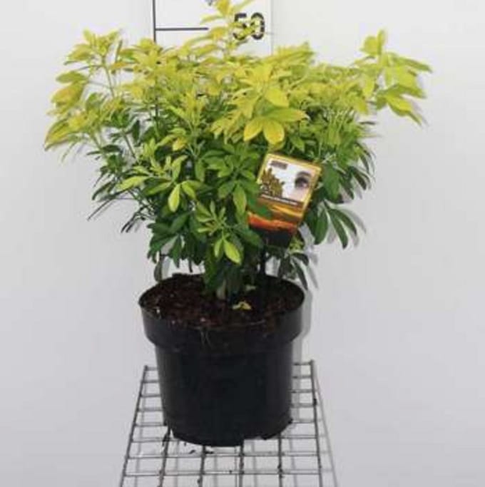 2 x Choisya tern. 'Aztec Gold'® - Mexicaanse Oranjebloesem 50- 60 cm in pot