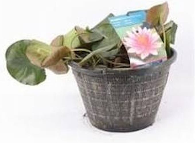 Moerings Standaard Rode Waterlelie | In 40CM Mand