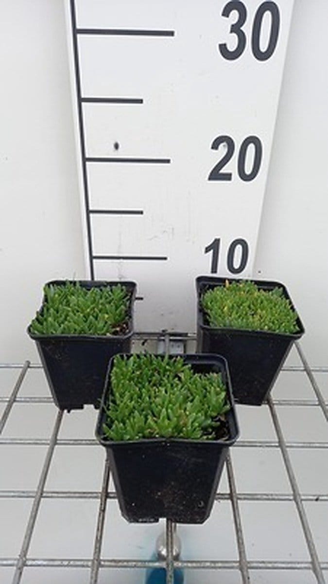 6x Middagbloempje - Delosperma congestum 'Album' | 9x9 cm pot