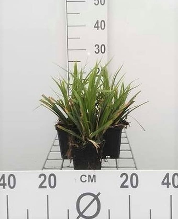 6x Zegge - Carex morr. 'Mosten' | 9x9 cm pot