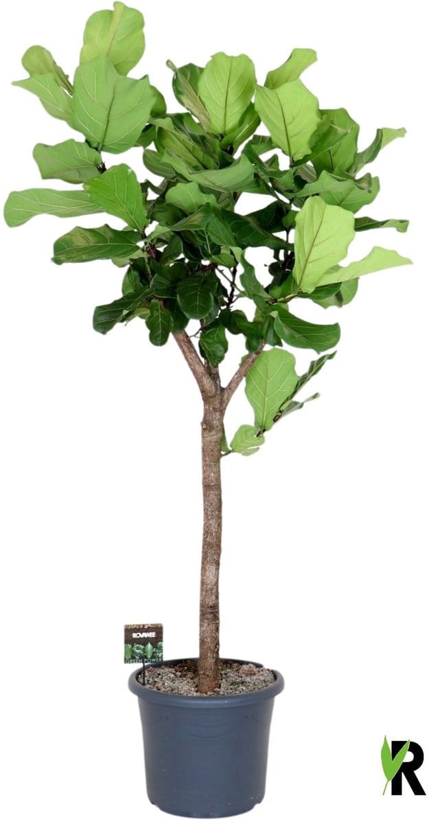 Ficus Lyrata op stam 250 cm - Kamerplant - Potmaat Ø48 cm