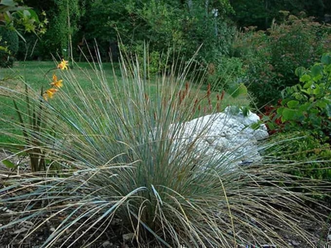 6x Zachte haver - Helictotrichon sem. 'Saphirsprudel' | 9x9 cm pot