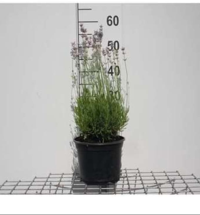 2 x Lavandula ang. 'Rosea' - Lavendel In pot 3 liter