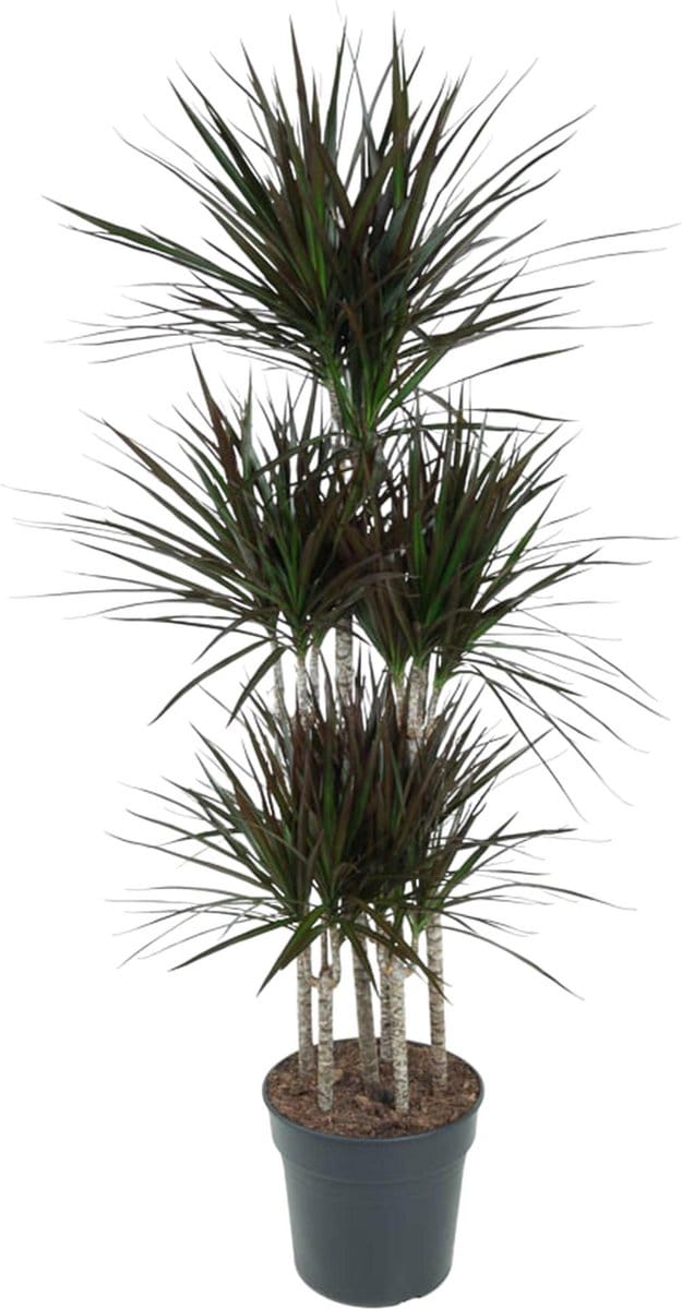 Dracaena Magenta Carrousel - 150cm - ø31