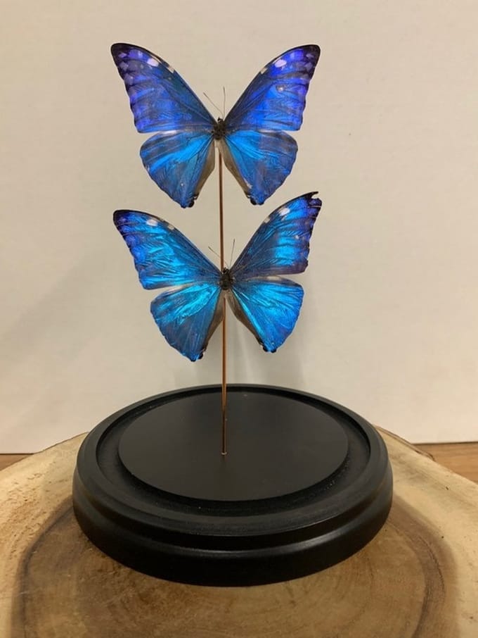 Stolp met Morpho Adonis (2)