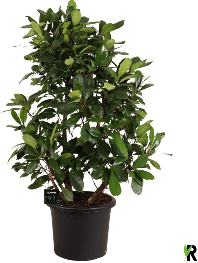 Ficus Cyathistipula vertakt 160 cm – Kamerplant – Vers Van De Kweker – Potmaat Ø45 cm