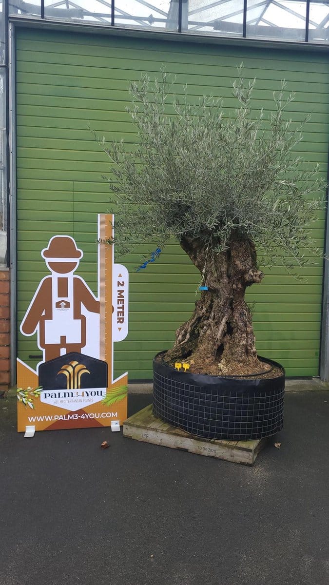 Green Harmony - Olea europeae Old skin (Olijfboom) STAMOMTREK 2.20 meter!