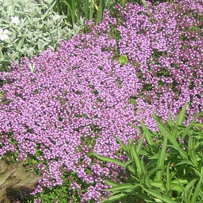 6 x Thymus Serpyllum - Kruiptijm pot 9x9cm