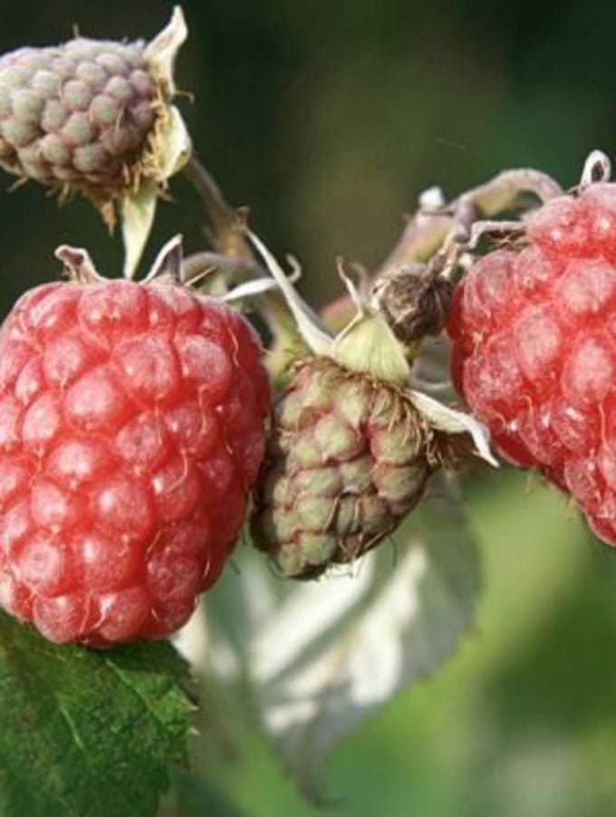 Rubus id. 'Zefa Herbsternte' - Herfstframboos Struik in pot