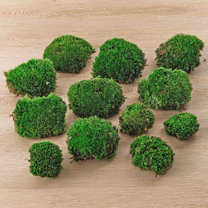 Kussentjes mos - Leucobryum glaucum - Bolmos kopen?