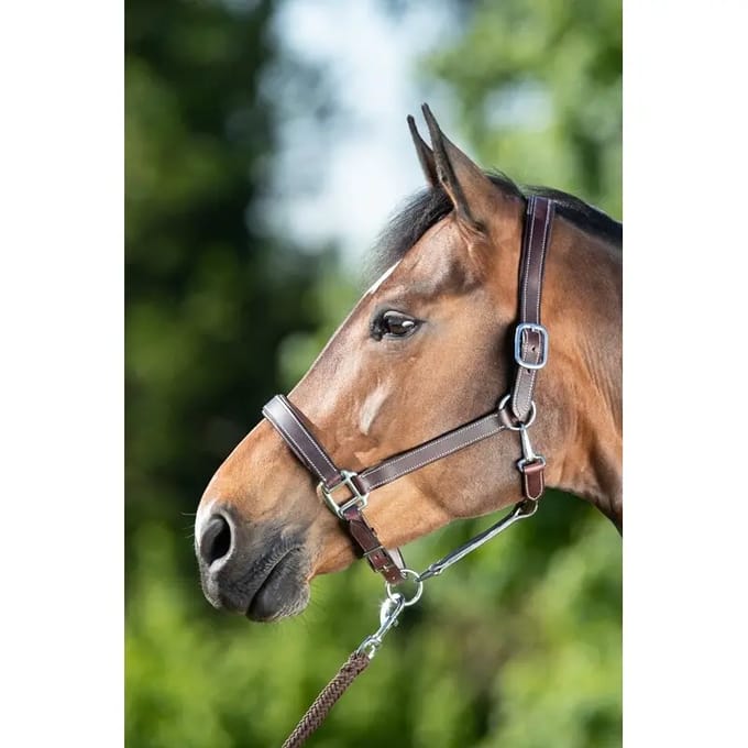 Halster voor paarden HFI Flat
