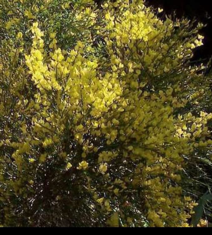 Cytisus praec. 'Allgold' - Brem , Geitenklaver 40- 60 cm in pot