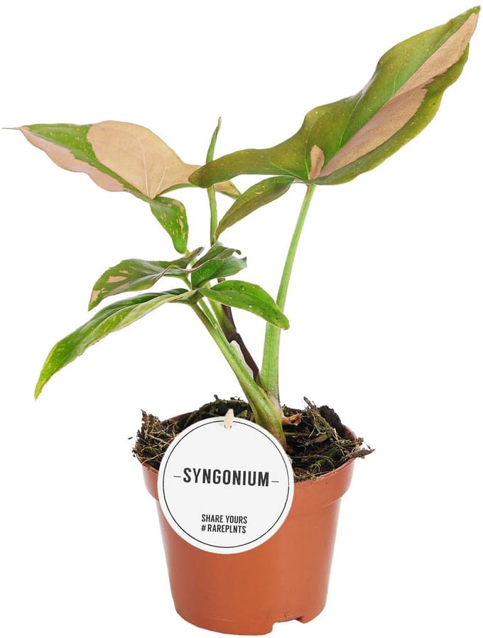 Syngonium Pink Splash - Hoogte 15cm - Pot 6cm