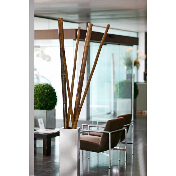 Intergard Bamboestokken bamboepaal tonkin tonkinstokken 180cm 60/70mm per 4 stuks