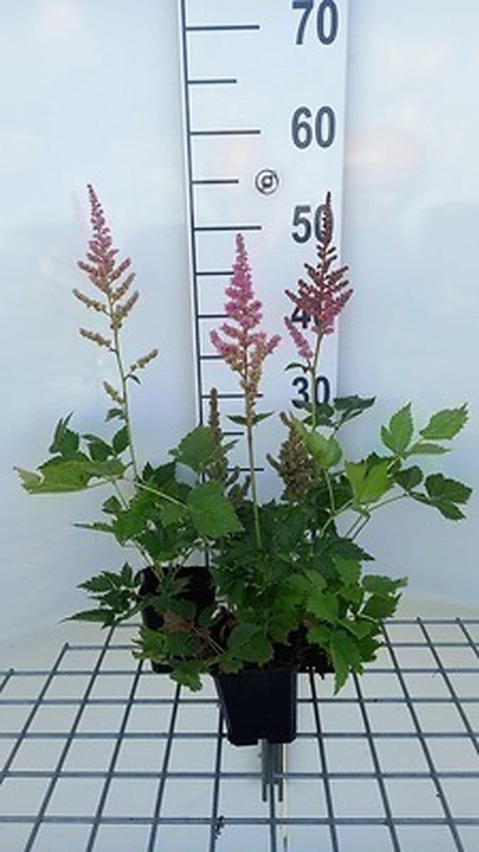 6x Pluimspirea - Astilbe hybr. 'Vision / Pink'® | 9x9 cm pot