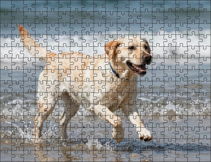 Puzzel Witte Labrador Retriever op het strand | 252 stukjes | Dierenpuzzel | Hondenpuzzel