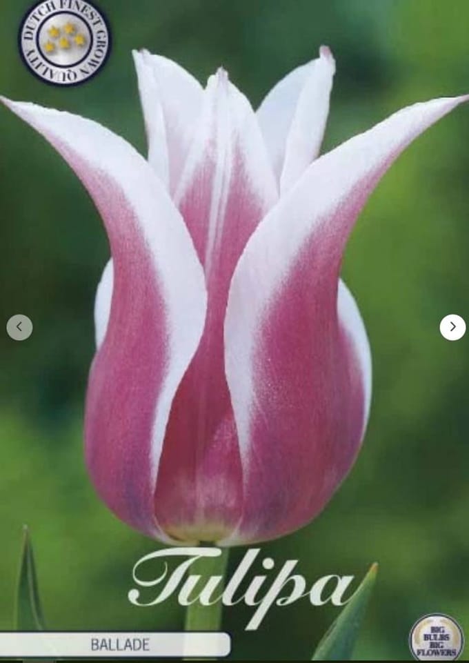 Ballade Lilyflowering Tulpenbollen 10 stuks bolmaat 12+