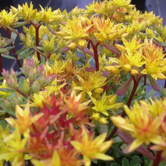 6 x Sedum Floriferum 'Weihenstephaner Gold' - Vetkruid pot 9x9cm
