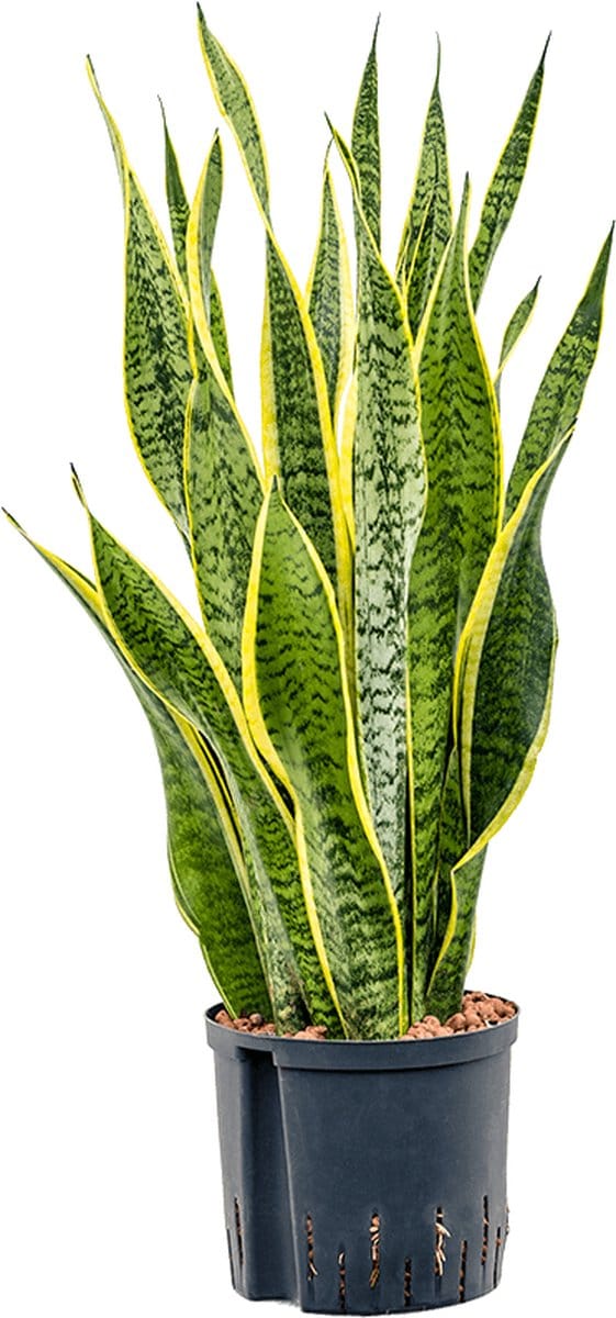 Hydroplant Sansevieria Trifasciata Laurentii
