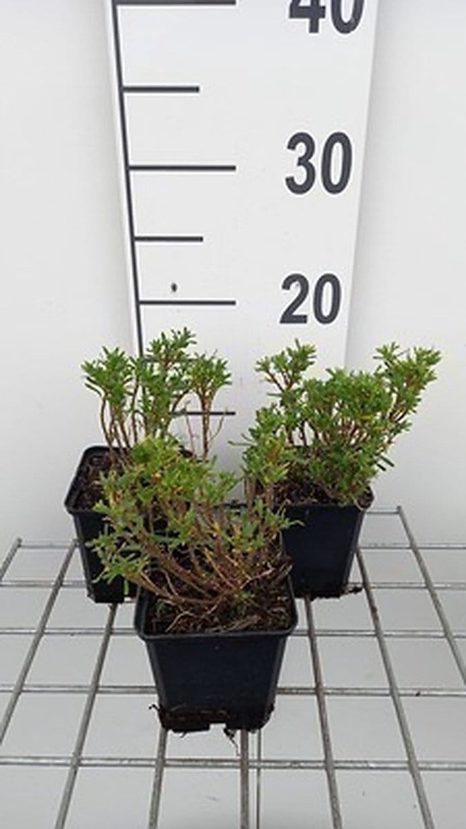 6x Scheefkelk - Iberis semp. 'Nevina' | 9x9 cm pot