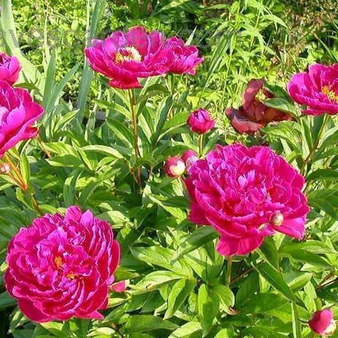 6 x Paeonia  'Karl Rosenfield'  - Tuinpioen pot 9x9cm