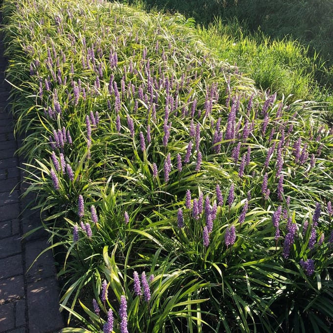 Liriope m. Moneymaker - Set van 12 - Leliegras - Pot P9 - Paarse Bloem - Wintergroen