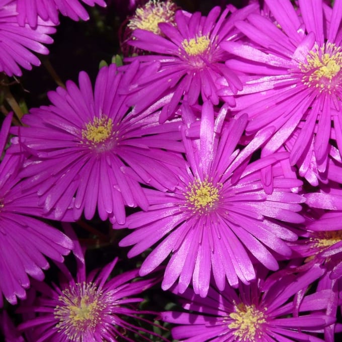 Ijsbloem - Delosperma cooperi - Bodembedekkers - bloeit in April / Juni / Juli / Augustus