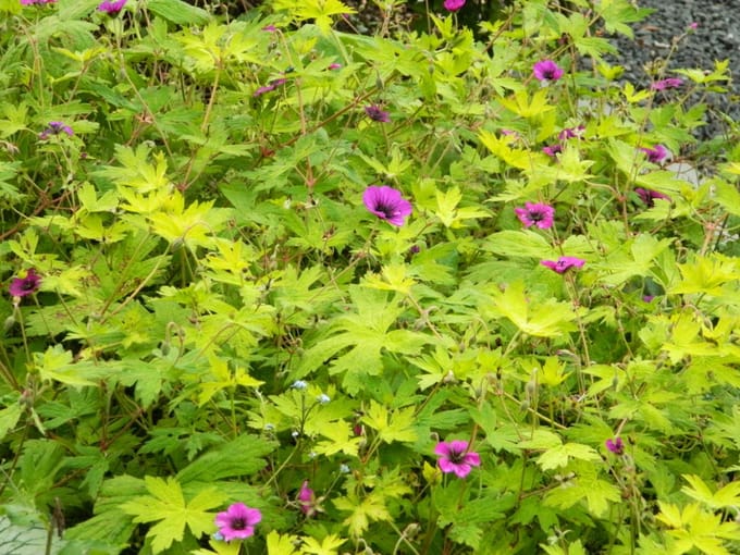 6 x Geranium 'Ann Folkard' - OOIEVAARSBEK - pot 9 x 9 cm