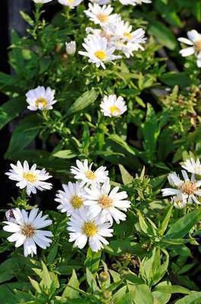 6x Aster - Aster dum. 'Schneekissen' | 9x9 cm pot