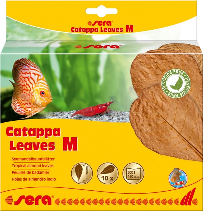 Sera Catappa Leaves 10 stuks 16-20CM