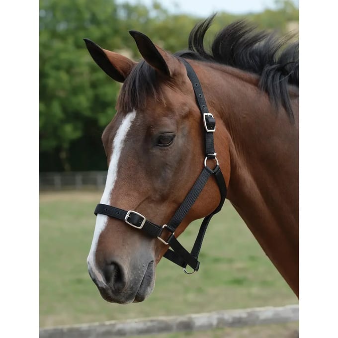 Halster en touwset voor paarden Roma