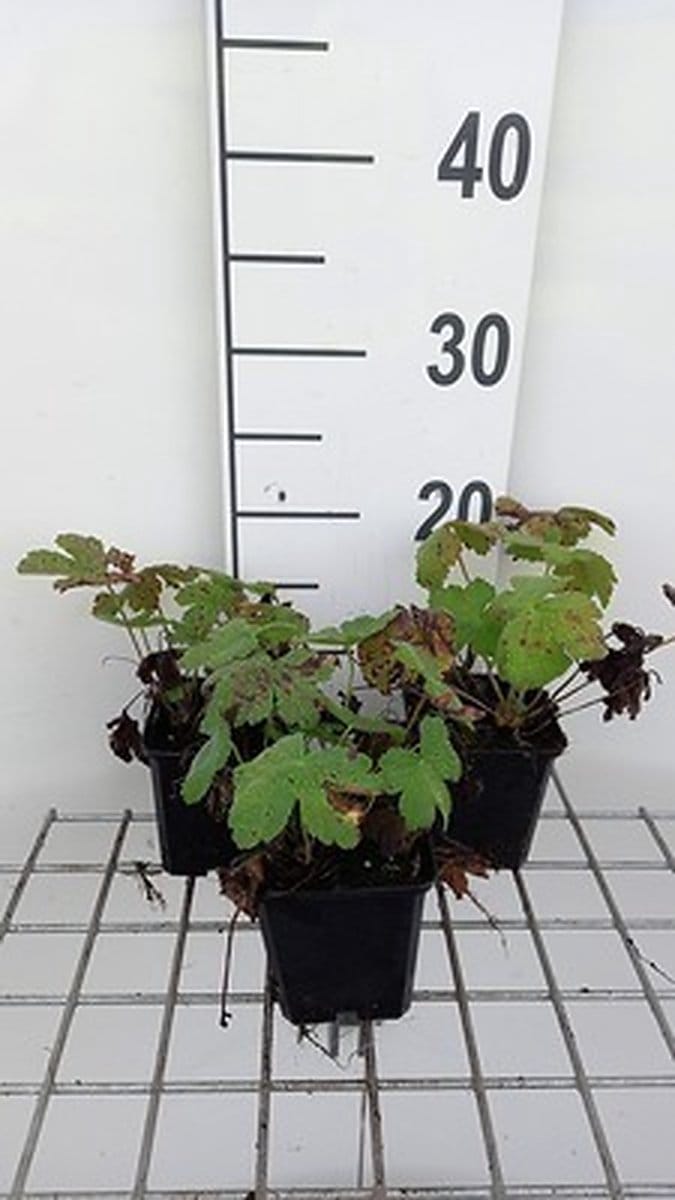 6x Ooievaarsbek - Geranium hybr. 'Chantilly' | 9x9 cm pot