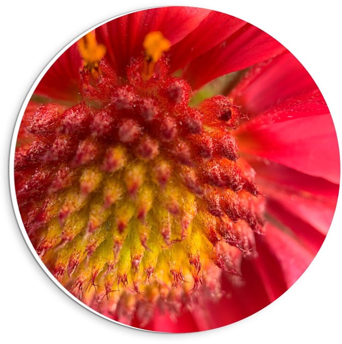 KuijsFotoprint - Schilderij - Rode Bloem Dichtbij - Geel En Rood - 20 X 20 Cm