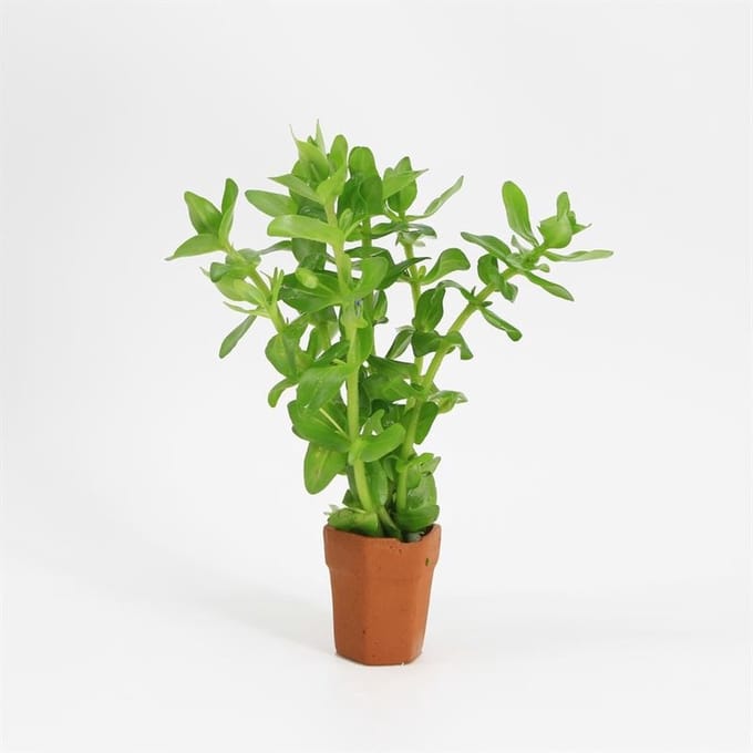 Moerings Bacopa Caroliniana | Grofbladige bacopa | Terracotta Pot