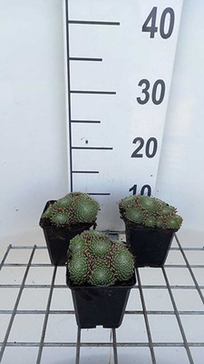 6x Huislook - Sempervivum hybr. 'Sprite' | 9x9 cm pot